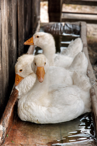 Duck
