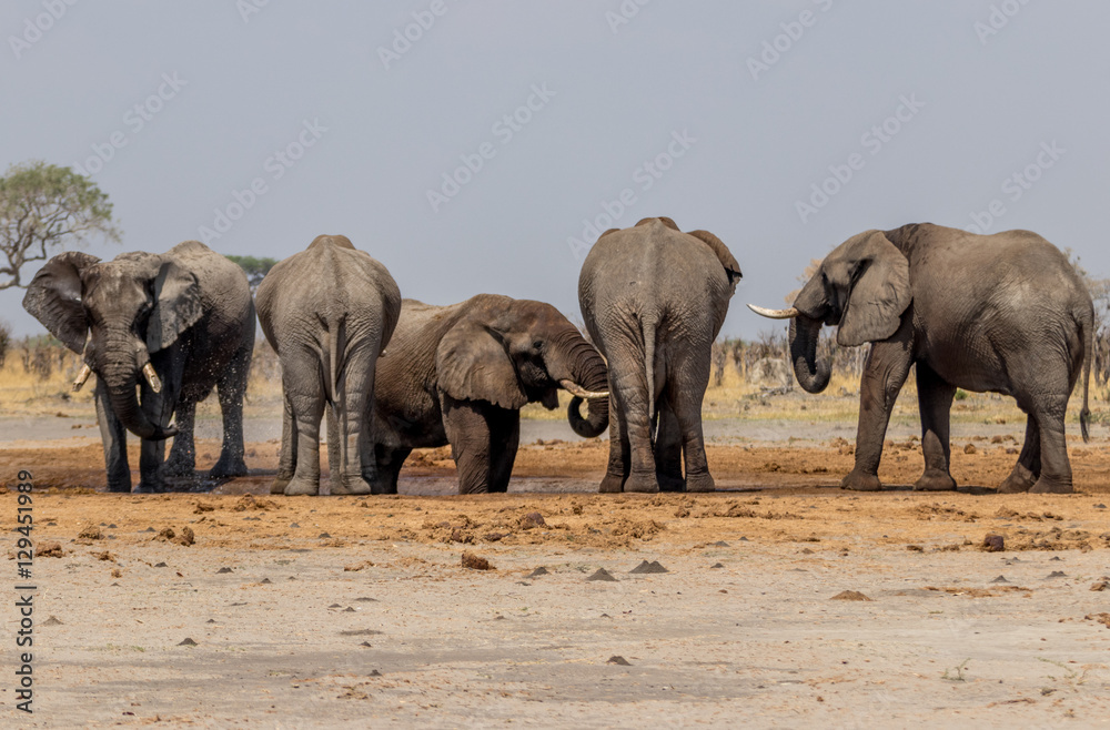 Obraz premium Elephants in Watering Hole