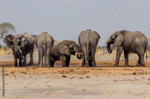 Elephants in Watering Hole