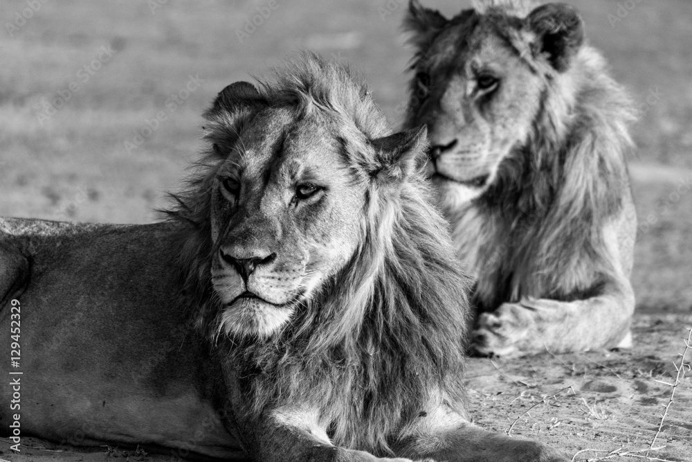 Fototapeta premium Male Lions Observing