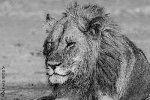 Male Lion Squinting