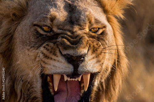 Lion Roar Up Close
