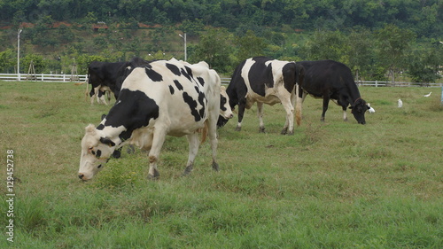 cow animal feed grass eat taste green yard concept © Sasipixel