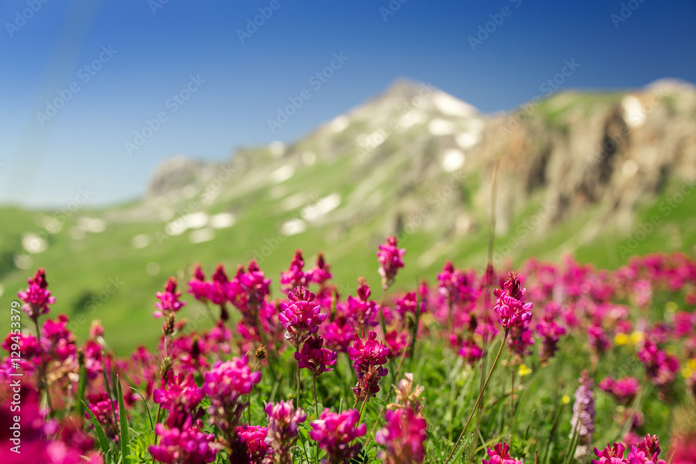purple flowers on a hillside in the mountain landscape