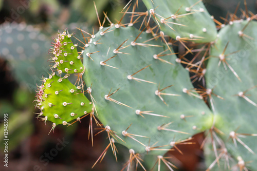 Opuntia cochenillifera  cactus photo
