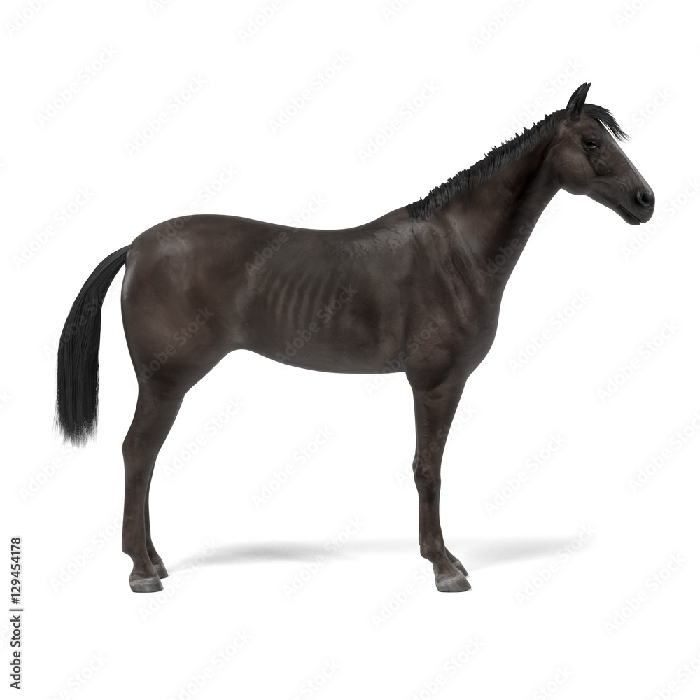 realistic 3d render of black horse