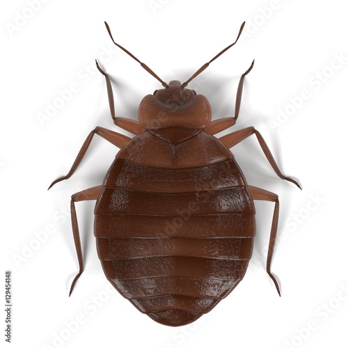 Fotótapéta realistic 3d render of bedbug