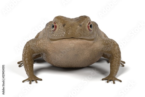 realistic 3d render of toad - bufo bufo