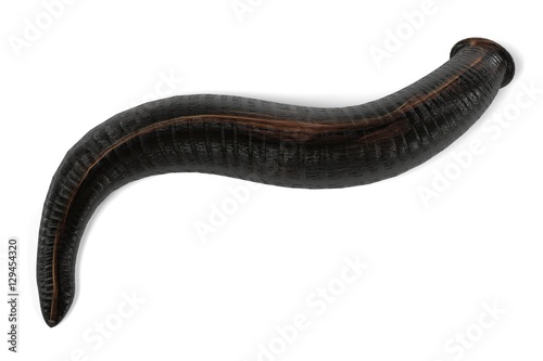 realistic 3d render of leech