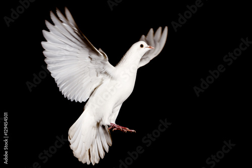 white dove of peace flying on a black background
