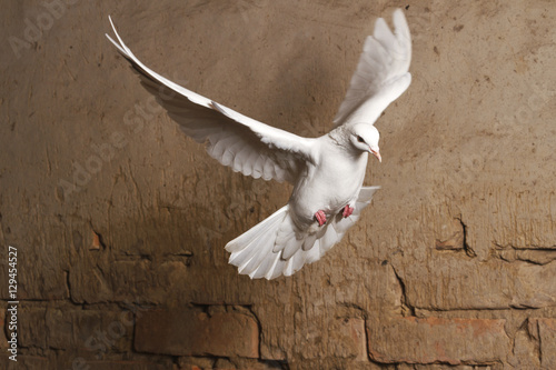 white dove flying against a background of an old brick wall