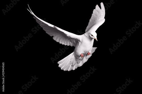 Papier peint white dove flying on black background for freedom concept in clipping path,inter