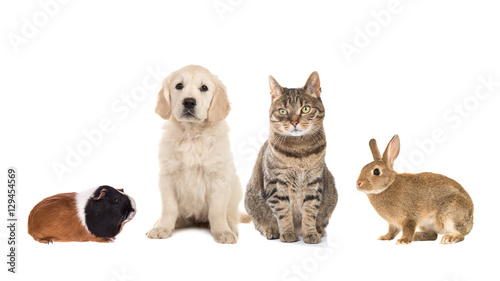 Group of four common pets, guinea pig, rabbit, tabby cat, golden retriever puppy, isolated on a white background