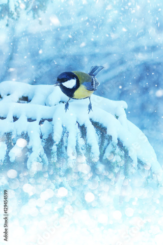 Tit sitting on spruce branches