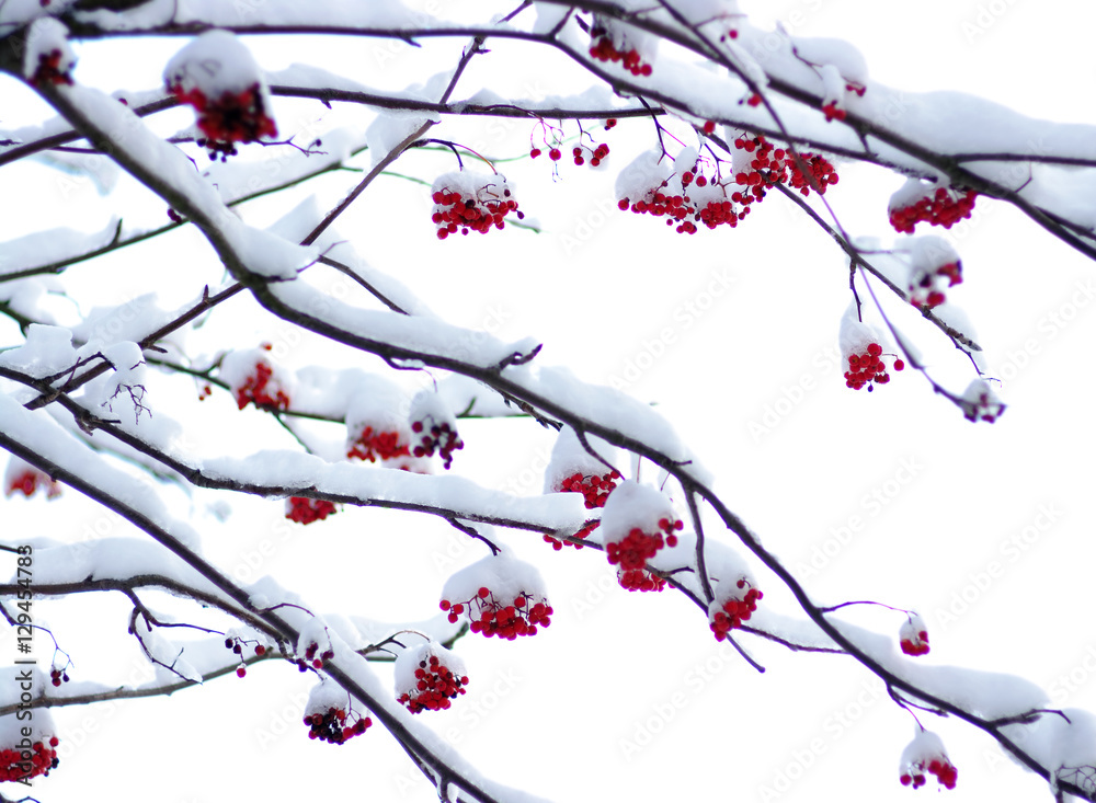 Naklejka premium rowan covered with the snow