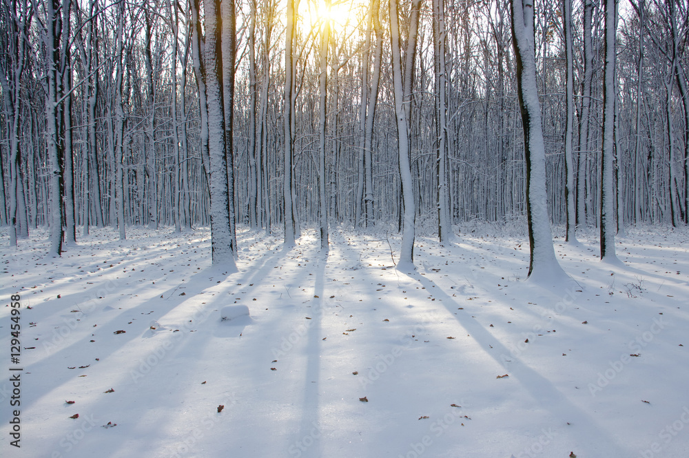 Sunset in winter forest