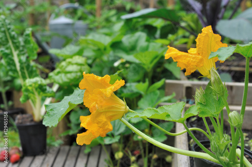 fleurs de courgettes dans potager