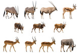 Set of 11 Antelopes isolated on white background