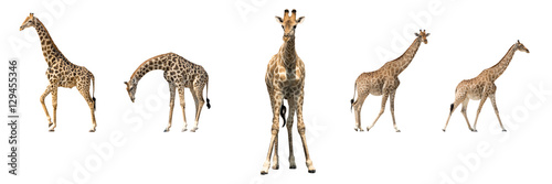 Set of five african giraffes in different posings