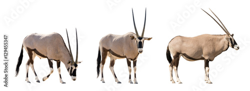 Set of three gemsbok in different posing isolated on white backg photo