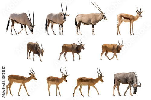 Set of 11 Antelopes isolated on white background