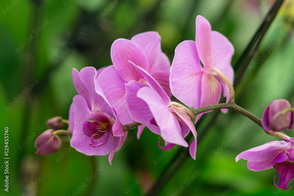 Orchid Phalaenopsis.