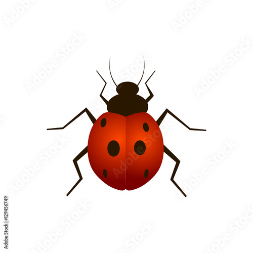 Ladybug vector illustration isolated on a white background © Azad Mammedli
