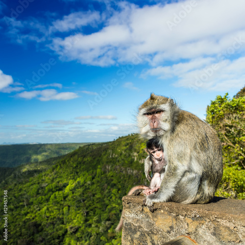 Monkeys at the Gorges viewpoint. Mauritius. © Olga Khoroshunova