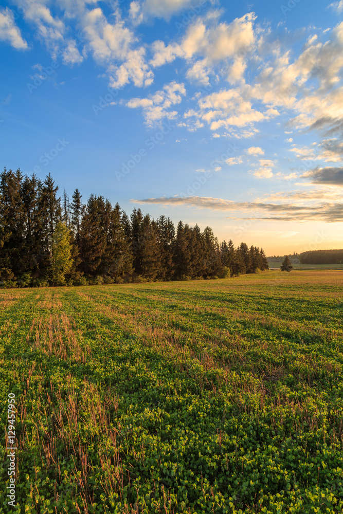 Field with clover seedlings amid high fir trees