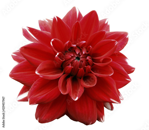Flower red  motley dahlia. Isolated on a white background. Close-up. without shadows. For design.