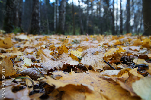 Golden Autumn, fallen leaves of the trees in the forest.