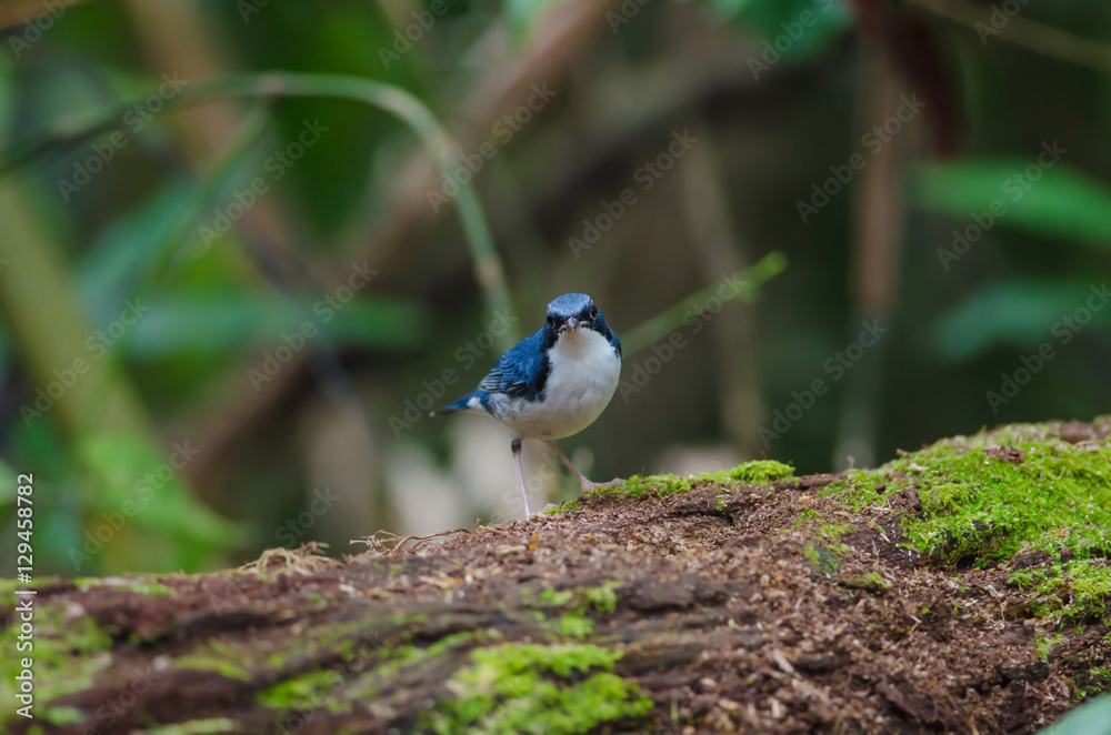 Obraz premium Siberian blue robin (Luscinia cyane)