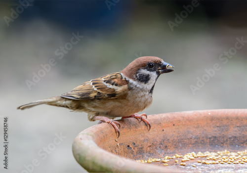 Eurasian Tree Sparrow(Passer montanus), Beautiful brown bird in garden,sparrow. © Narupon