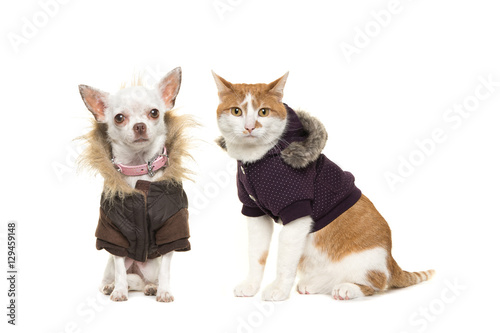 Cute adult red and white cat and chihuahua dog both sitting facing the camera wearing a winter coat isolated on a white background