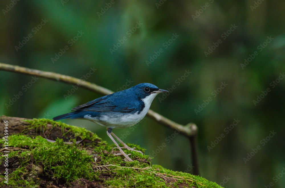 Fototapeta premium Siberian blue robin (Luscinia cyane)