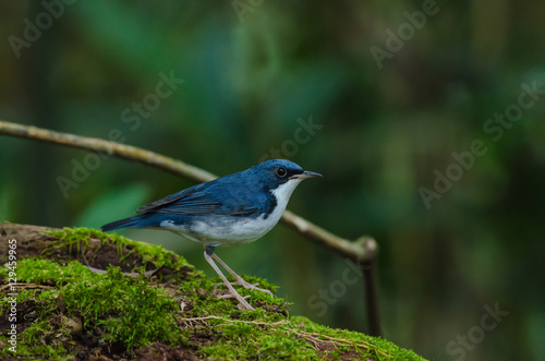 Siberian blue robin (Luscinia cyane) © forest71