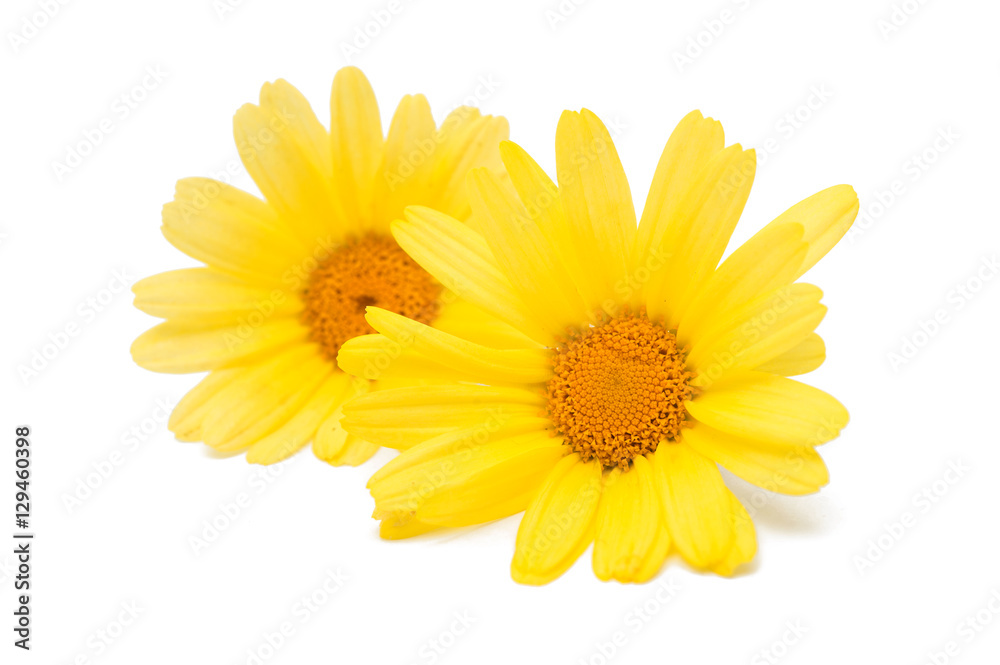 Osteosperumum Flower Daisy Isolated Osteosperumum Flower Daisy Isolated