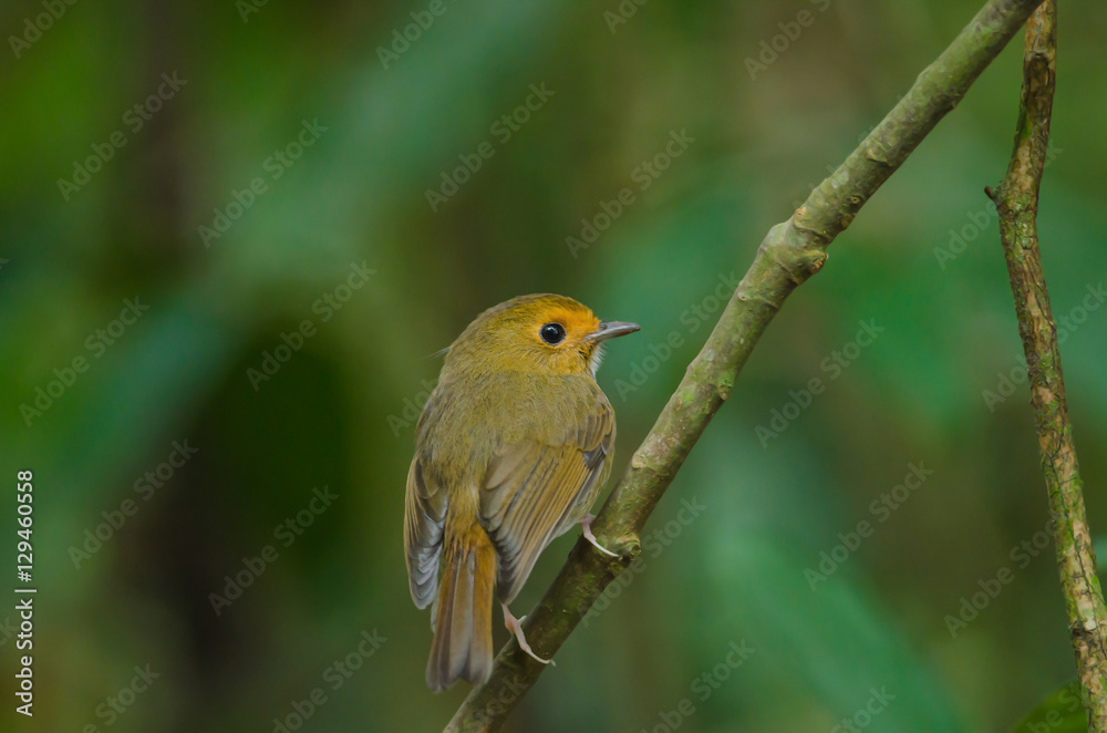 Fototapeta premium Rufous-browed Flycatcher perch on branch