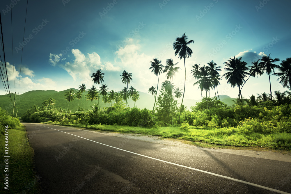 Naklejka premium pusta droga w dżungli wysp Seszeli