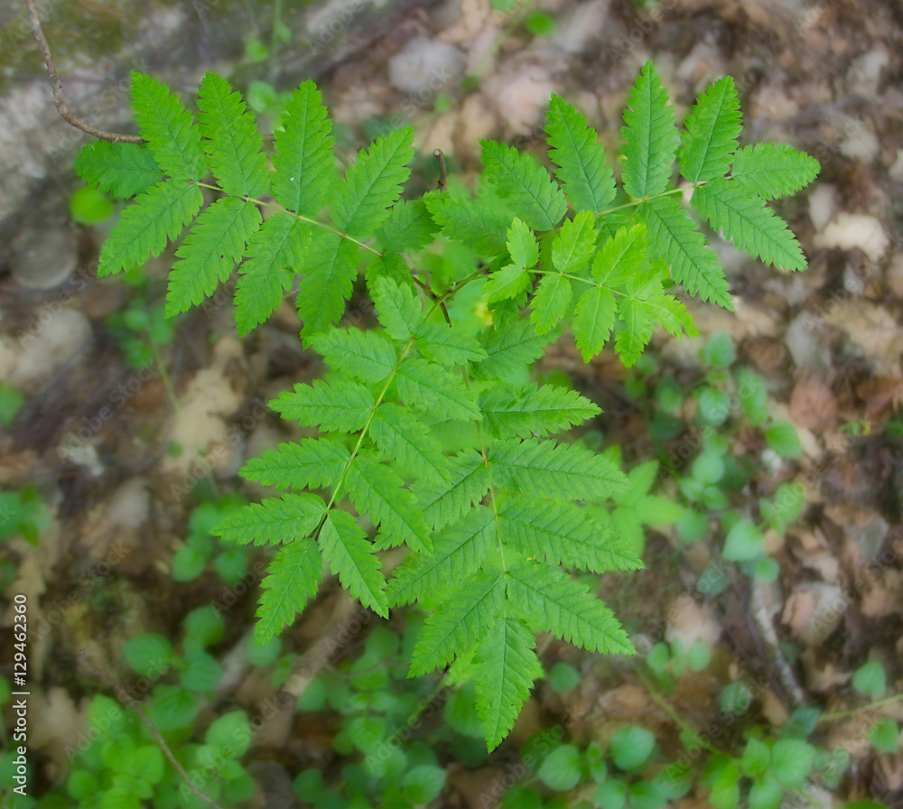 green bush alone in the forest with curly leaves green bush alone in the forest with curly leaves