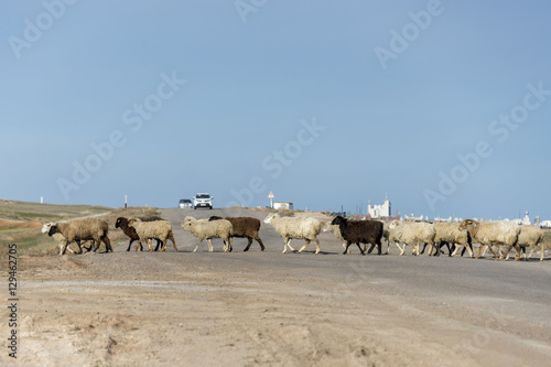 Lambs in steppe