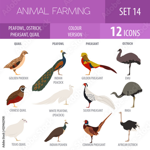 Poultry farming. Peafowl, ostrich, pheasant, quail breeds icon s