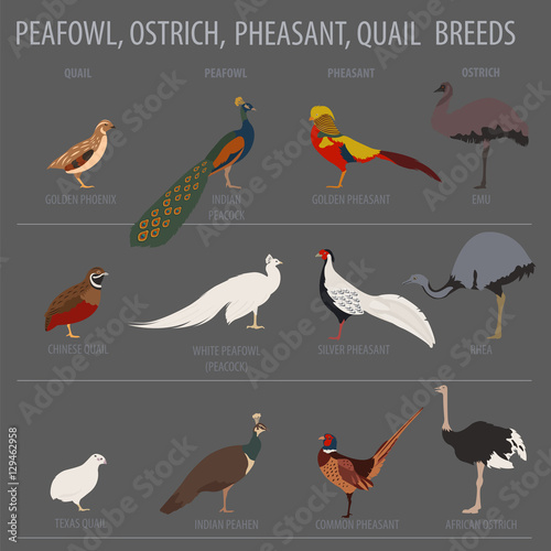 Poultry farming. Peafowl, ostrich, pheasant, quail breeds icon s