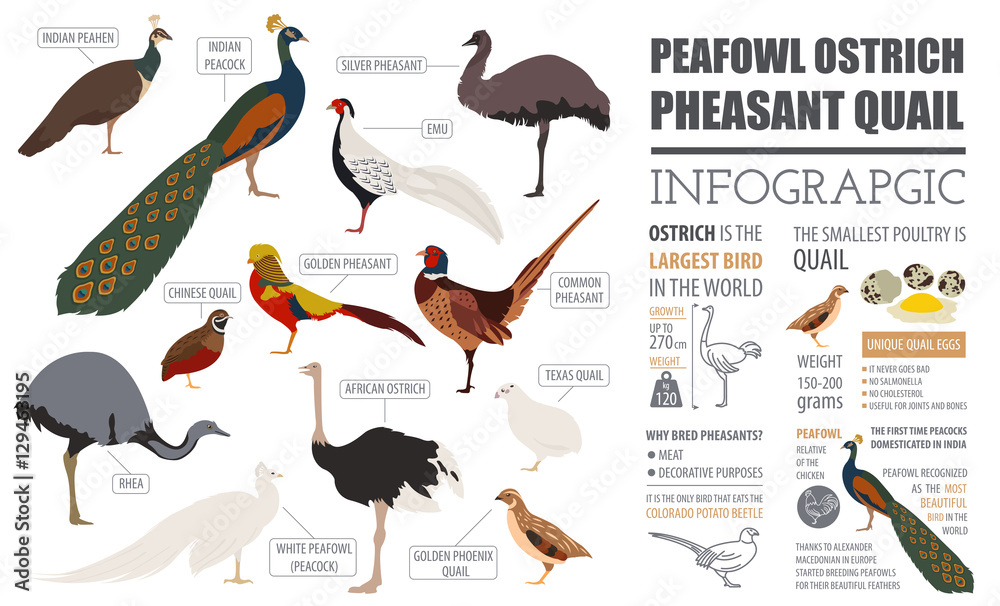 Fototapeta premium Poultry farming infographic template. Peafowl, ostrich, pheasant
