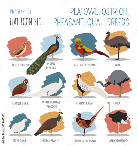 Poultry farming. Peafowl, ostrich, pheasant, quail breeds icon s