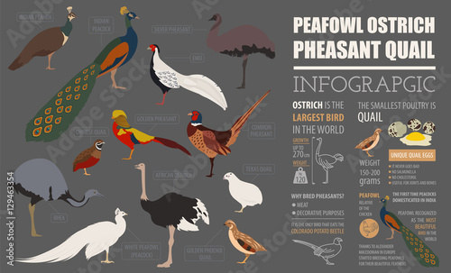 Poultry farming infographic template. Peafowl, ostrich, pheasant