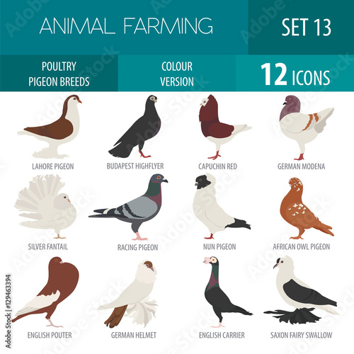 Poultry farming. Pigeon breeds icon set. Flat design
