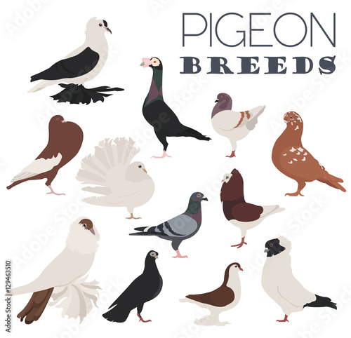 Poultry farming. Pigeon breeds icon set. Flat design