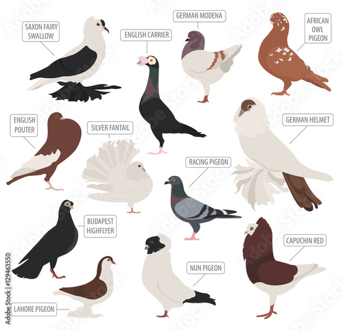 Poultry farming. Pigeon breeds icon set. Flat design