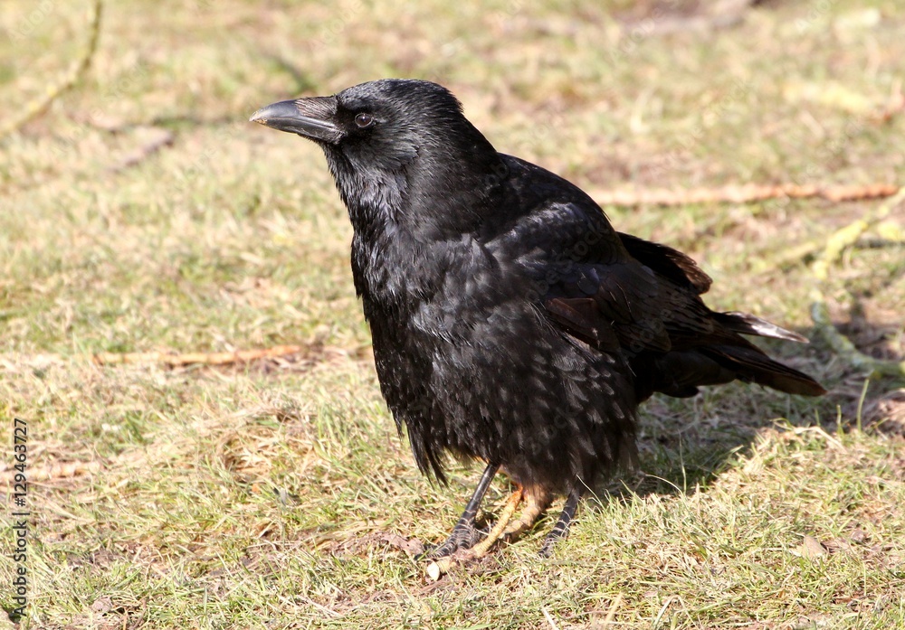 Black Crow or Carrion Crow (Corvus Corone) posing on the ground Black Crow or Carrion Crow (Corvus Corone) posing on the ground